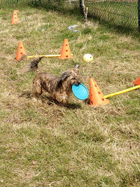 Sorties sur parcours des Chiens